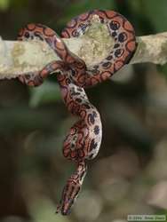 a gorgeous Brazilian Rainbow Boa  (Epicrates cenchria cenchria)