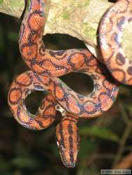 a gorgeous Brazilian Rainbow Boa  (Epicrates cenchria cenchria)