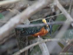 Bad shot of a Green-and-rufous Kingfisher   (Chloroceryle inda)