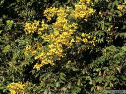 A yellow flowering tree common along Rio Cristalino.