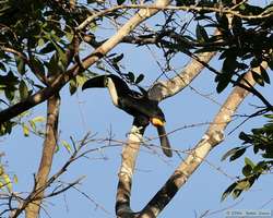 Channel-billed Toucan   (Ramphastos vitellinus)