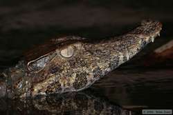 Cuvier's Dwarf Caiman (Paleosuchus palpebrosus)