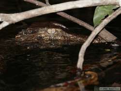 Cuvier's Dwarf Caiman (Paleosuchus palpebrosus)