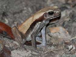 Smooth Sided Toad  (Bufo guttatus)