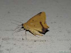 A neat moth.
