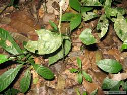 Murandi (sp?) plant, used as a local anesthetic.