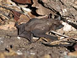 A bat Sabastian found under a rock.