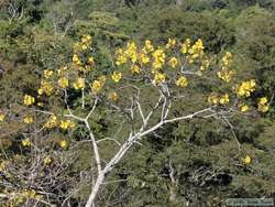 Yellow flowering tree.