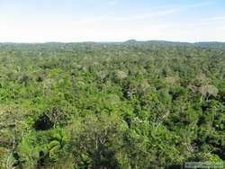 The Amazonian rainforest.