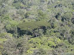 The Amazonian rainforest.
