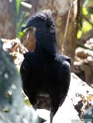 Juvenile Black Vulture   (Coragyps atratus)
