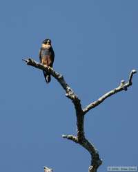 Bat Falcon   (Falco rufigularis)