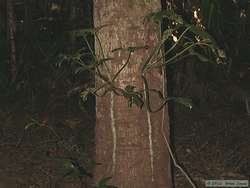 An epiphyte hugs a large tree for support.