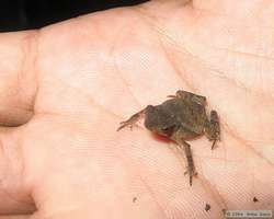 I think this is a baby South American common Toad (Bufo margaritifer).