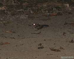 Blackish Nightjar   (Caprimulgus nigrescens)