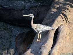 Sunbittern   (Eurypyga helias)