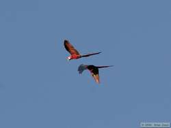 Scarlet Macaw   (Ara macao)