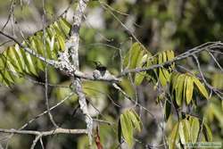 Black-throated Mango (Anthracothorax nigricollis) on a nest.