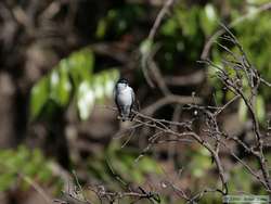 White-winged Swallow  (Tachycineta albiventer)