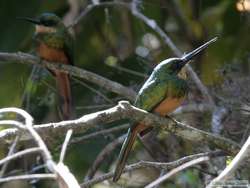 A pair of Rufous-tailed Jacamars (Galbula ruficauda)