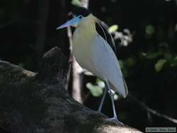 Capped Heron   (Pilherodius pileatus)