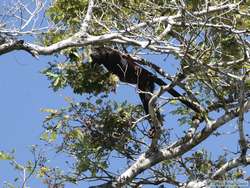 Brown Howler  (Alouatta fusca)