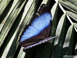 After a great deal of effort, I finally got at least a partial wings open shot of this butterfly.