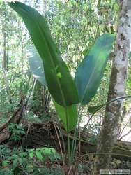 A neat plant at Rio Cristalino Jungle Lodge.