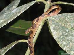 Cat-eyed Snake (Leptodeira annulatus)