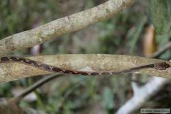Cat-eyed Snake (Leptodeira annulatus)