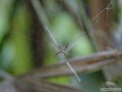 This spider makes a neat zig-zag pattern across the center of its web.