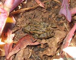 The little froggy that was in Shan's shirt in the morning.