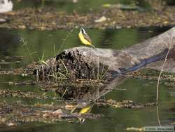 Social Flycatcher  (Myiozetetes similis)