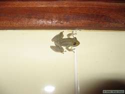 One of the little frogs that kept popping up in our bathroom.