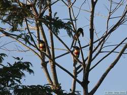 Chestnut-eared Araçari (Pteroglossus castanotis)