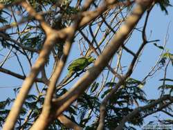 Mealy Parrot (Amazona farinosa)