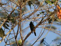 A Yellow-rumped Cacique (Cacicus cela) flashing it's tail.