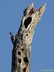 Lineated Woodpecker   (Dryocopus lineatus)