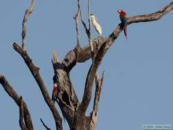 Scarlet Macaw (Ara macao) and Capped Heron (Pilherodius pileatus) in a big snag.