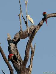 Scarlet Macaw (Ara macao) and Capped Heron (Pilherodius pileatus) in a big snag.