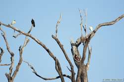 Lesser Yellow-headed Vulture (Cathartes burrovianus), Capped Heron (Pilherodius pileatus), and Scarlet Macaw (Ara macao) sharing a snag.