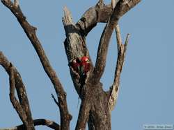 Scarlet Macaw (Ara macao) exploring a potential nest cavity.