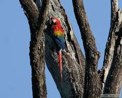 Scarlet Macaw (Ara macao) exploring a potential nest cavity.