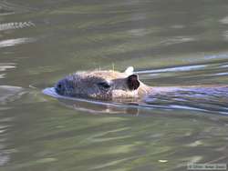  Capybara  (Hydrochaeris hydrochaeris) swimming away after scaring the living bejeezus out of me.