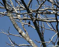 Yellow-tufted Woodpecker   (Melanerpes cruentatus)