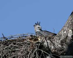 Female Harpy Eagle (Harpia harpyja)