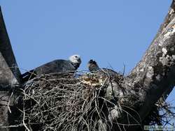 Male (left) and Female (right) Harpy Eagle (Harpia harpyja)