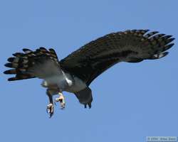 Harpy Eagle (Harpia harpyja) in flight.