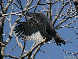 Harpy Eagle (Harpia harpyja) in flight.