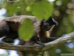 Brown Capuchin (Cebus apella robustus )
